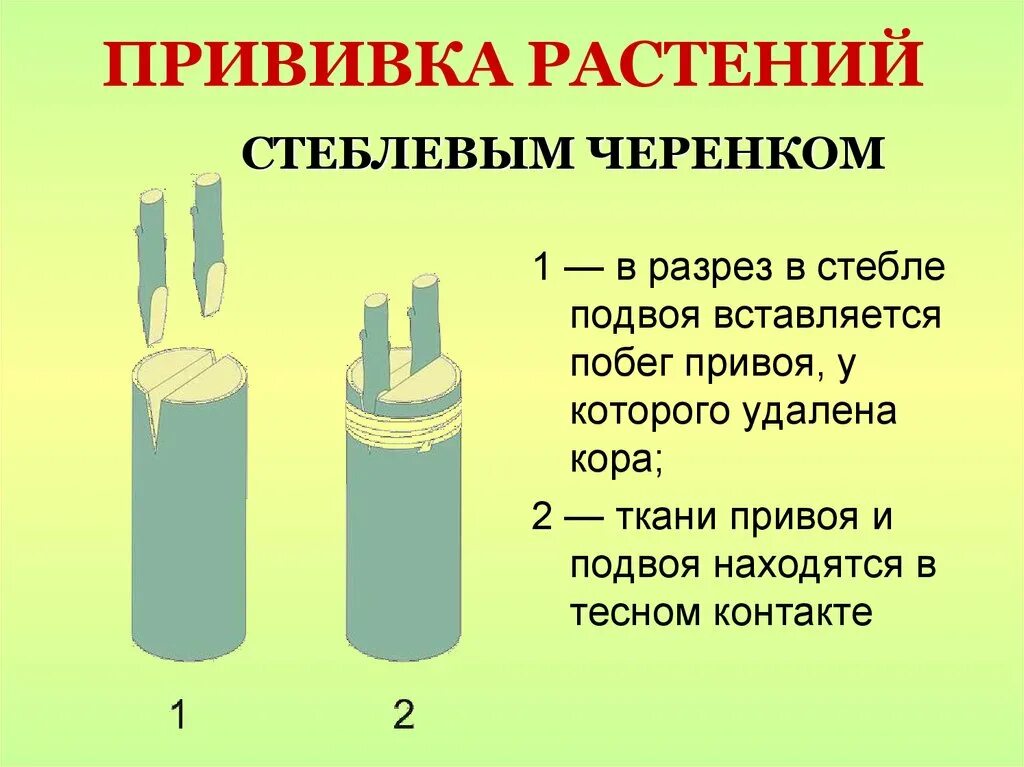 Картинка прививки растений - Olphoto.ru