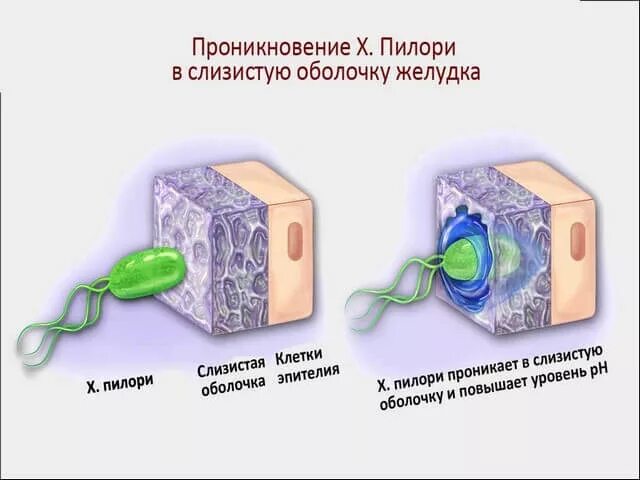 Хеликобактер пилори на слизистой желудка. Проникновение Helicobacter pylori. Хеликобактер пилори проникает в слизистую. Проникать в слизистую оболочку