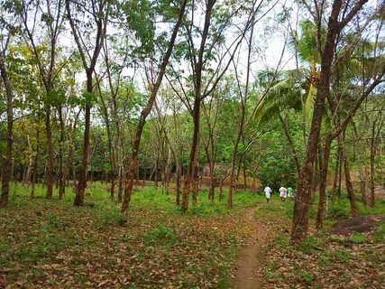 Forested area