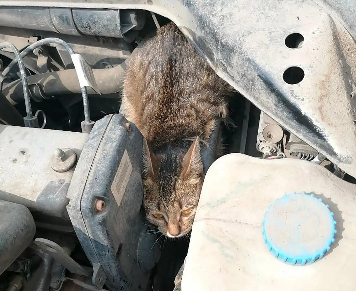 Кошка под капот. Кошка под капотом. Кошки в моторном отсеке. Крысы в моторном отсеке автомобиля. Крысы под капотом автомобиля.