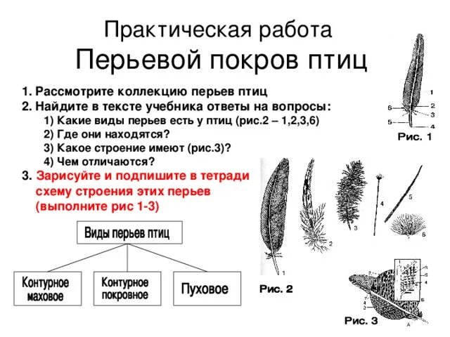 Перьевой покров птицы таблица. Перьевой Покров птиц 7 класс. Таблица перьевой Покров птицы биология 7. Особенности строения покровных перьев у птиц.