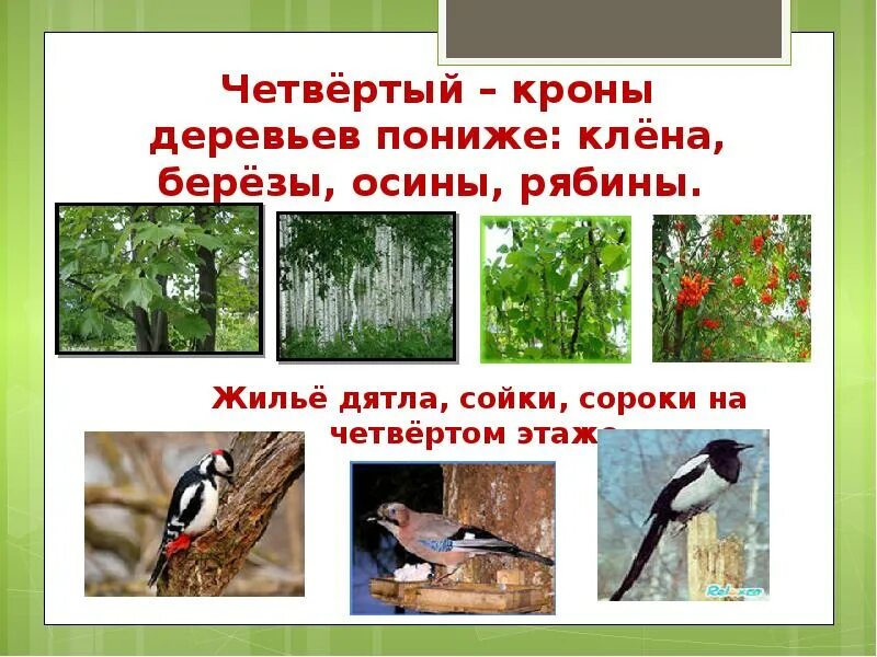 Этажи леса презентация. Модель этажи леса для дошкольников. Ярусы в лесу. Ярусы леса для дошкольников. Этажи леса для дошкольников.