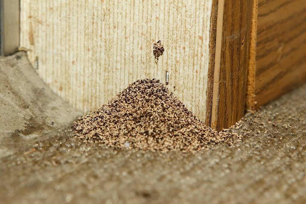 Dry Wood Termite "Pellets". Термиты деревоеды. Термиты в доме. Термиты в деревянном доме. Застревают крошки