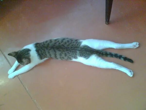 Кошка со спины. Кошка дергать сено. Кот вытянул лапы. Котенок который вздрагивает. У кошки дергаются лапы.