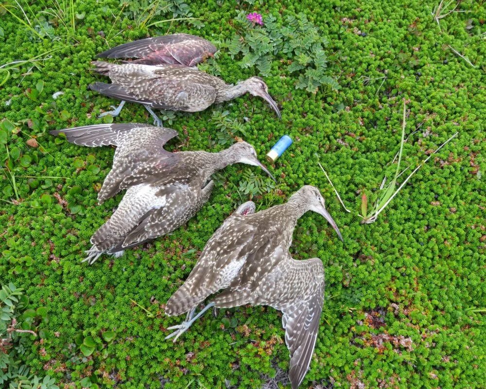 охота на болотно луговую дичь. водоплавающая, болотно-луговая, полевая и степная дичь. полевая луговая дичь перечень. полевая болотно луговая дичь. болотно-луговую и водоплавающую дичь.