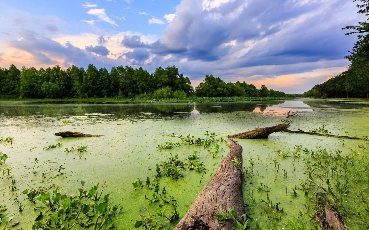 Родник ручей река озеро. Сукцессия при зарастании озера. Последовательность смены экосистем. Река вонча. Зарастание водоема сукцессия.