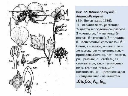 Генеративные органы лютика едкого выберите все цифры