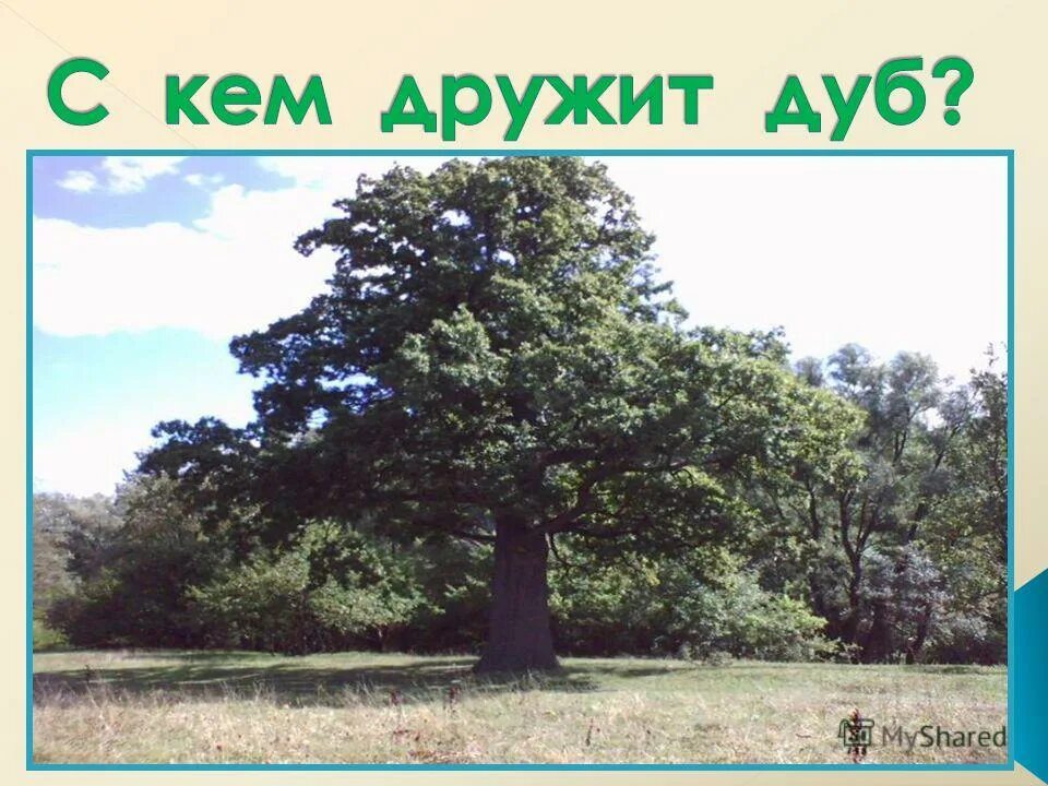 кому нужны деревья. картинка с кем дружит дуб. с кем дружит дуб.
