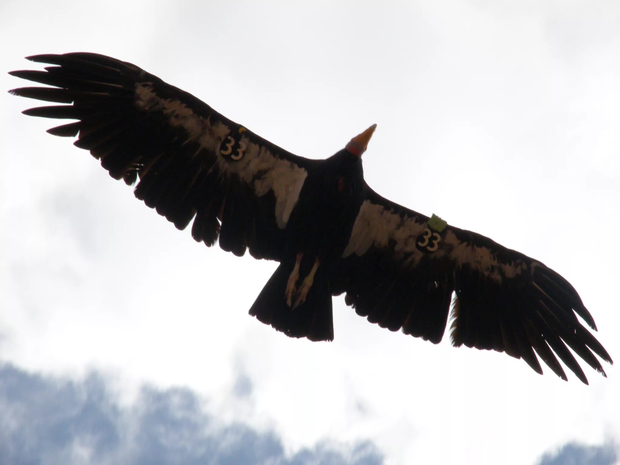 Чучело андского кондора. Чучело андского кондора. Калифорнийский кондор размах крыльев. Андский кондор. Байкал кондор.