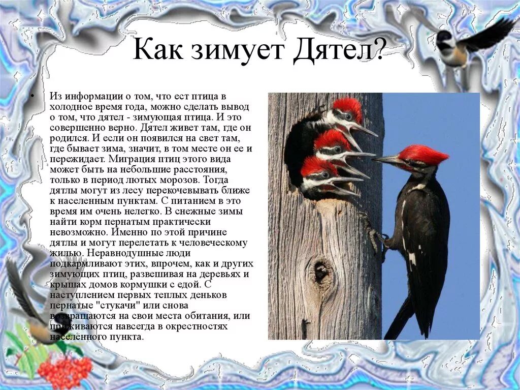 Окружающий мир 1 класс сообщение о птице