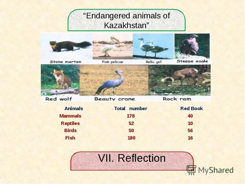 Match the words endangered. Animals презентация. Красная книга Казахстана на английском языке. Endangered animals презентация на английском. Endangered animals in Kazakhstan.