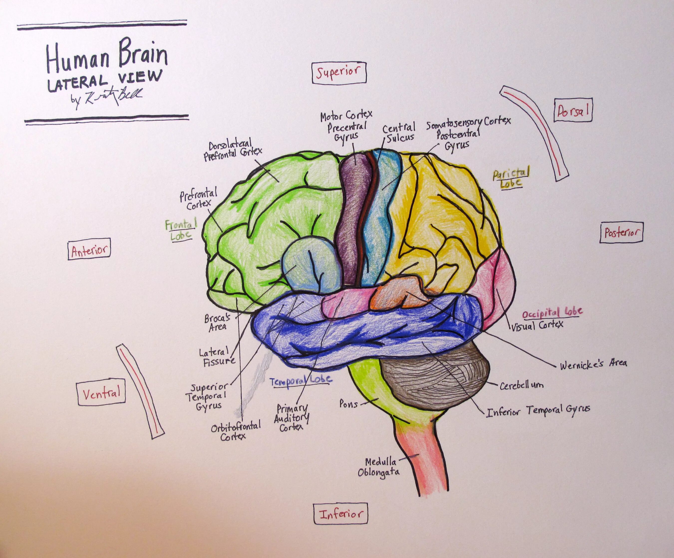 Brain по русски. Головной мозг рисунок. Отделы головного мозга. Головной мозг анатомия. Зарисовка головного мозга.