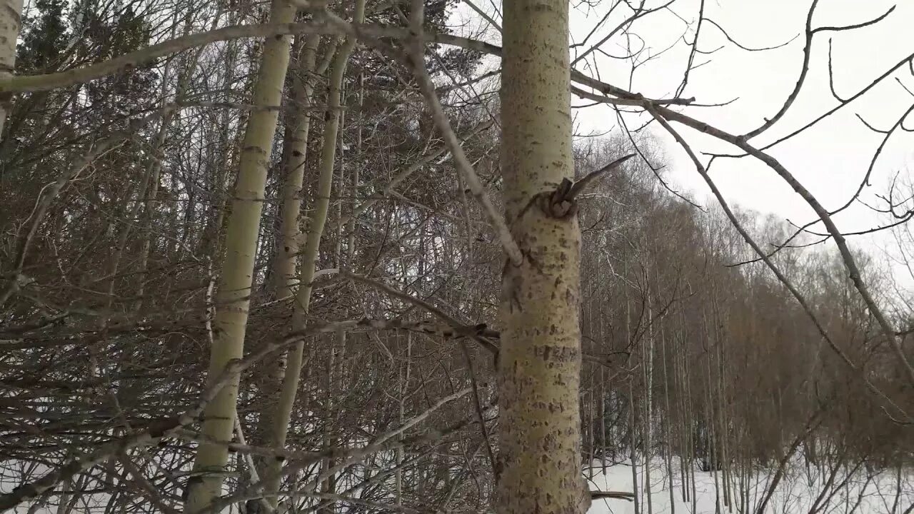 Как найти осину в лесу