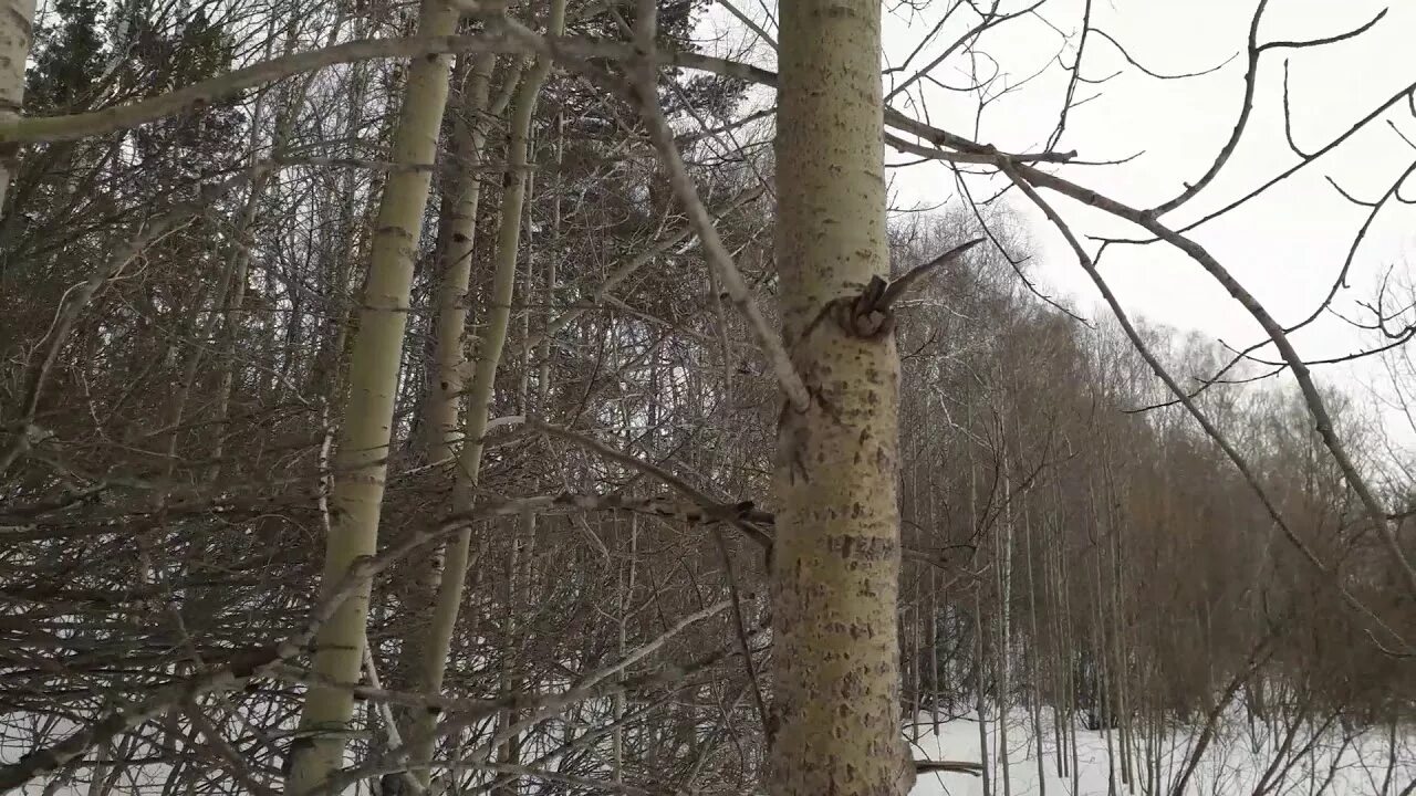 Ее стволы стали зеленовато серыми найдите слово. Ствол ольхи и осины. Ствол осины зимой.