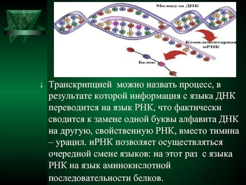 РНК представляет собой. Язык ДНК. ДНК И РНК. Процесс транскрипции ДНК результат.
