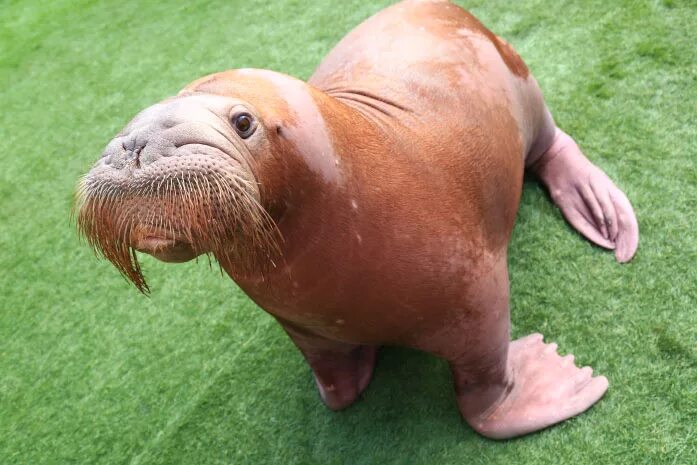 Тихоокеанский морж (odobenus rosmarus divergens). Морж род. Морж и моржиха. Морж род. Морж в арктической пустыне.
