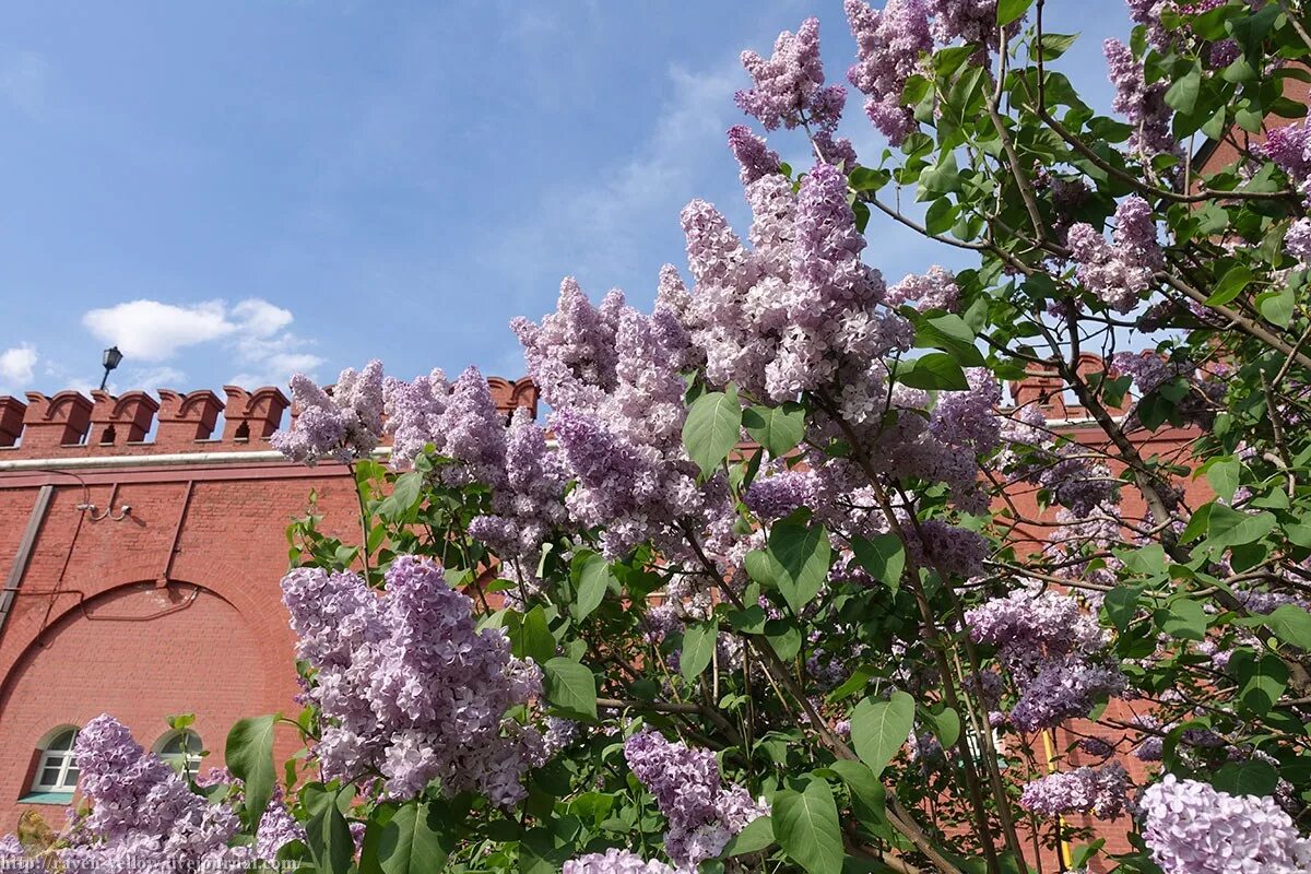 Александровский сад Москва сирень. Сирень Останкино. Сирень красавица Москвы. Ссср сирень