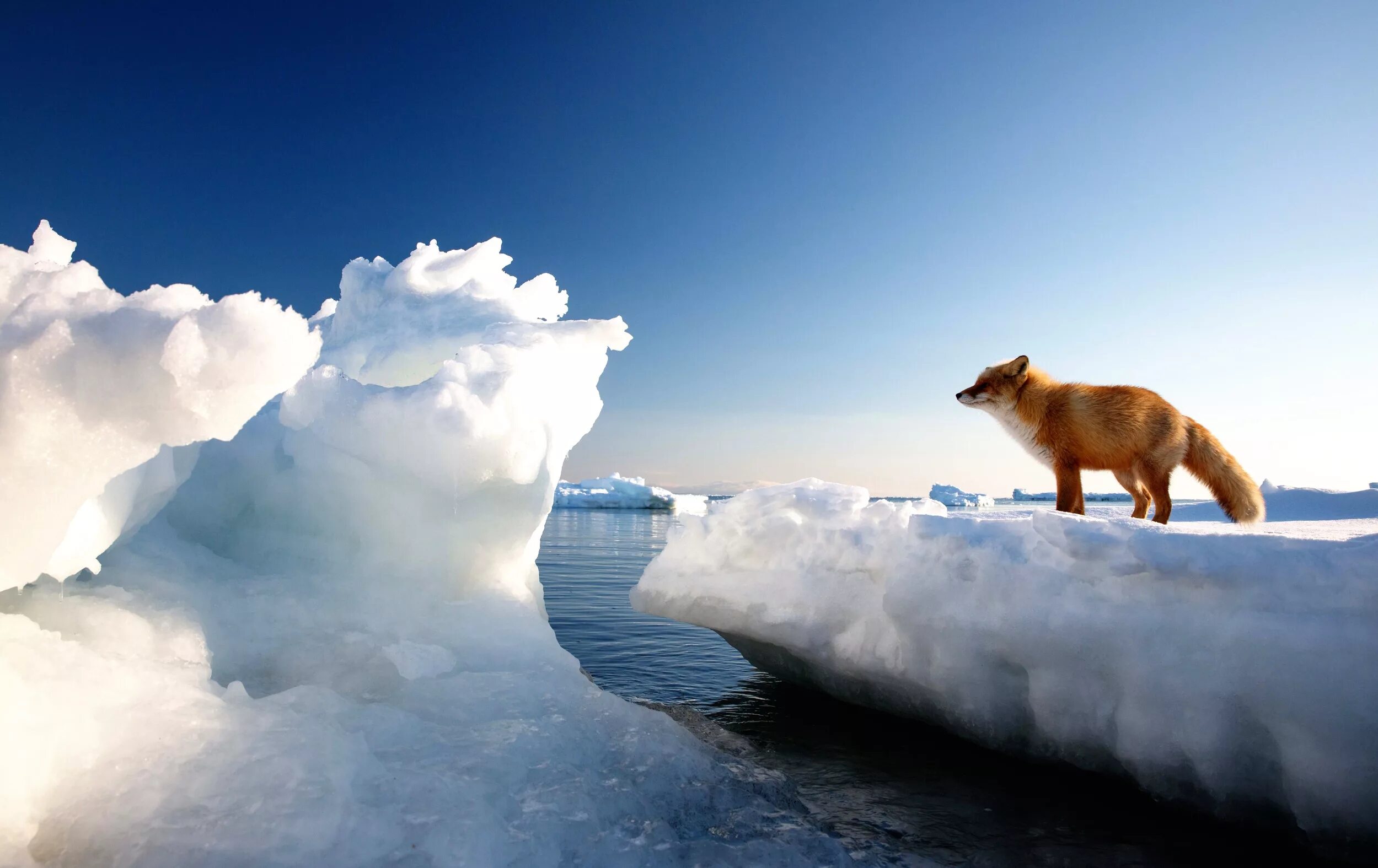 Лиса в снегу. Лиса на льдине. Ice fox