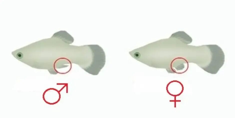 Как отличить рыбок самца от самки. Моллинезия рыба самка и самец. Моллинезия рыбка самка. Рыбки моллинезии самка и самец. Моллинезия рыбка самец и самка.