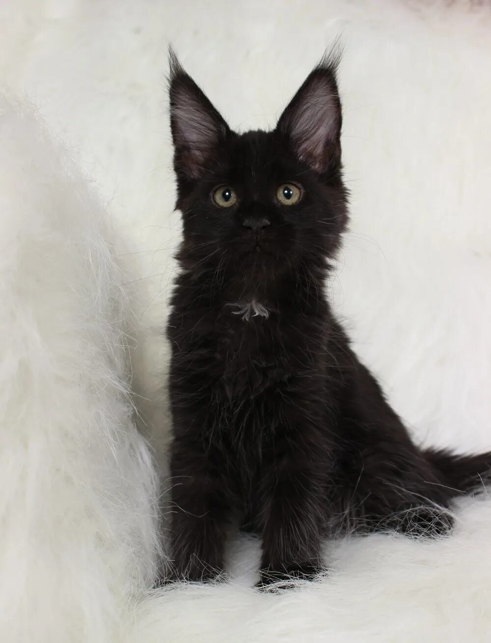 Мейн кун черный солид 2 месяца. Мейн кун черный солид взрослый. Мейн кун черный солид. Мейн кун черный гладкошерстный. Мейн кун черный с белым девочка.