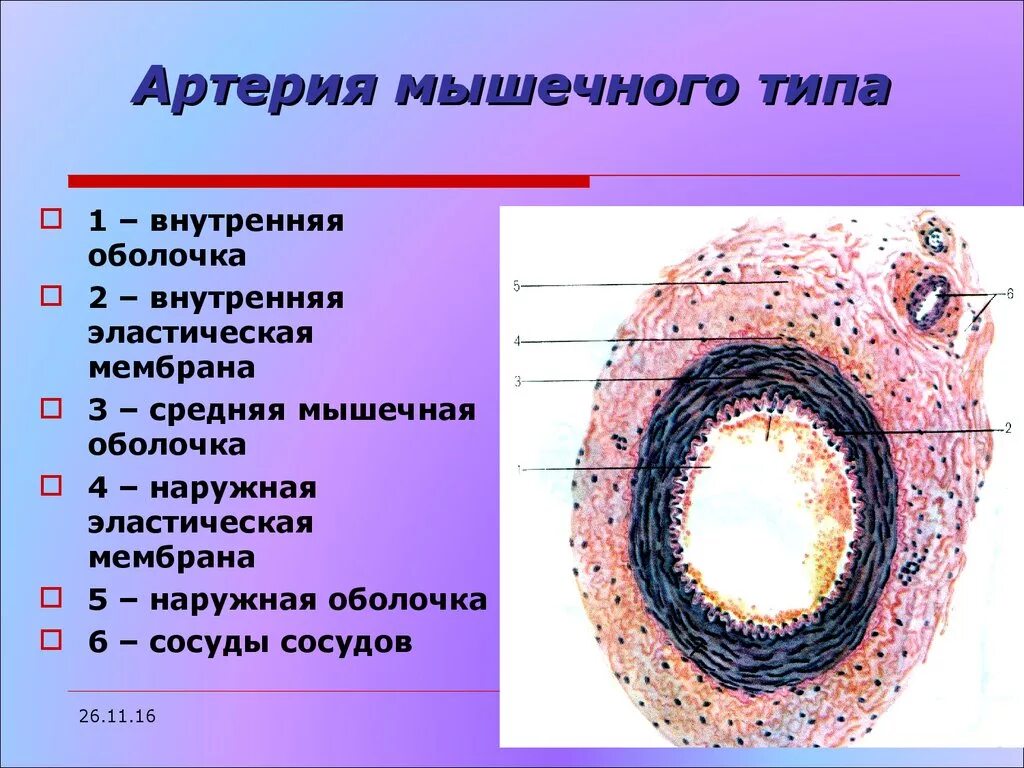 Внутренняя оболочка сосудистая. Артерия мышечного типа гистология. Артерия мышечного типа окраска гематоксилин эозин. Артерия и Вена мышечного типа гистология препарат. Артерия мышечного типа препарат гистология.