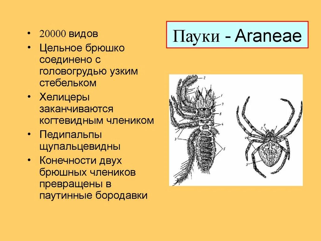 Ракообразные головогрудь и брюшко. Хелицеровые паукообразные. Части тела паукообразных. Членики паука. Хелицеры у ракообразных.