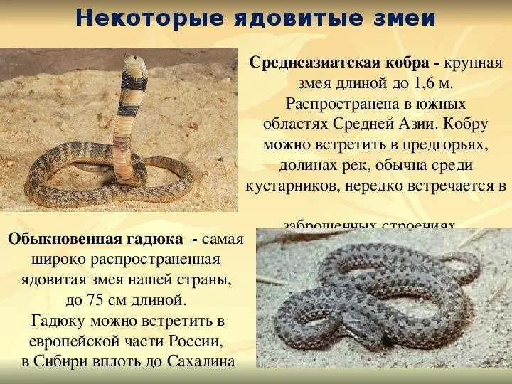 Змея содержание