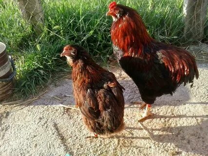 Куры араукана описание отзывы