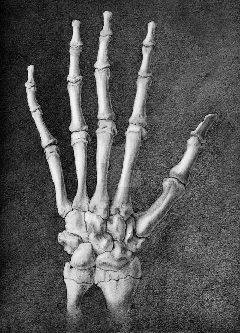 Кости кисти анатомия. Кисть скелета референс. Скелет кости референс. Кость кисти руки референс. Hand bone