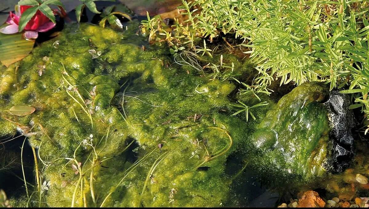 Как обработать водоросли. Пресноводные водоросли Эпифиты. Прудовые водоросли. Нитчатые водоросли в пруду.
