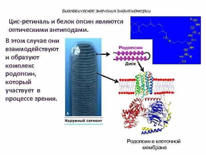 Содержат пигмент родопсин. Белок родопсин. Белок опсин и ретиналь. Белки опсины. Родопсин структура белка.