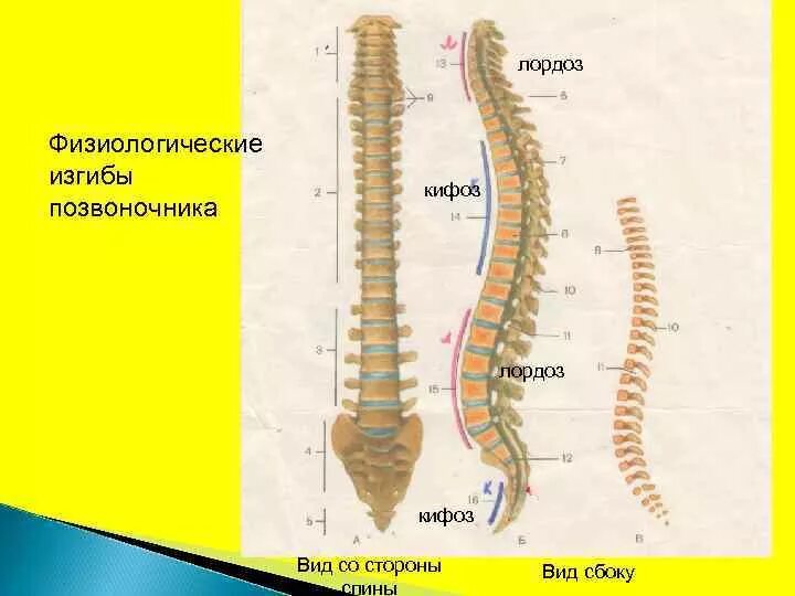 Четыре изгиба позвоночника