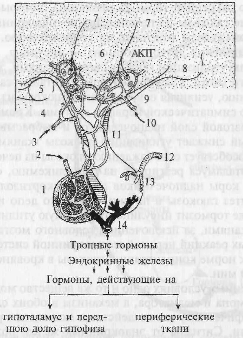 К эндокринным железам относятся гипофиз. Гипоталамо-гипофизарная система схема. тропные гормоны передней доли гипофиза. гипофиз тропные гормоны схема. эндокринная железа тропные гормоны.