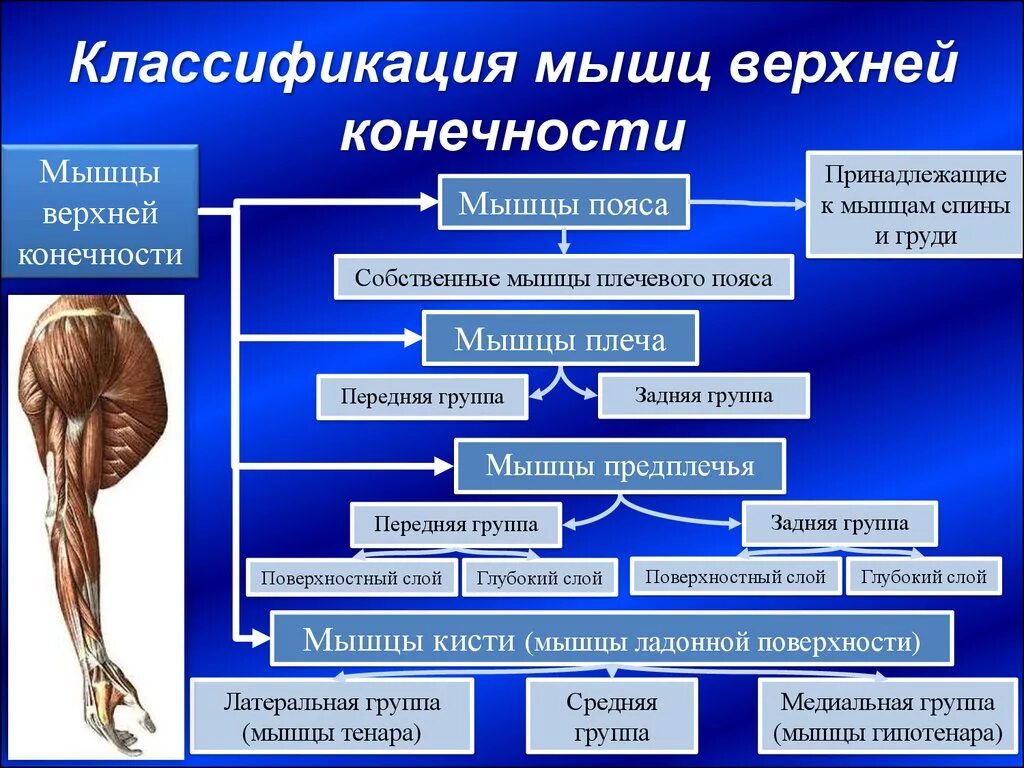 Функции мышц верхних конечностей таблица. Классификация мышц нижних конечностей таблица. Классификация мышц верхней конечности. Классификация мышц нижних конечностей. Распределите мышцы по группам