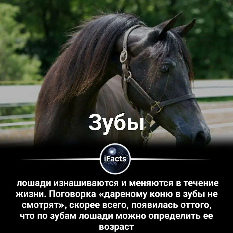 овес корм для лошадей. что нельзя давать лошадям. рацион питания лошади. чем питается лошадь для детей. питание лошадей.