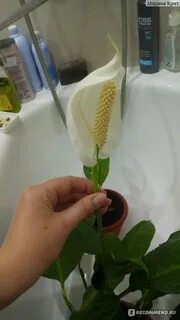 Спатифиллум сити
