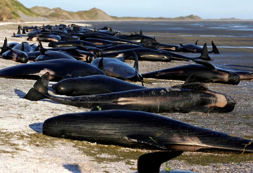 Почему кит зверь. В новой Зеландии дельфины выбросились на берег. Массовое выбрасывание китов на берег. Киты и дельфины выбрасываются на берег. Киты выбросились на берег новая Зеландия.