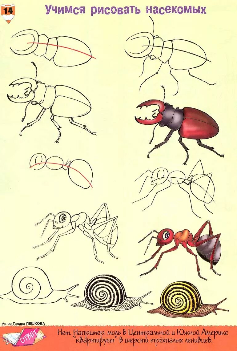 Насекомые рисунок. Поэтапное рисование насекомых. Рисование с детьми насекомые. Поэтапное рисование насекомых для дошкольников.