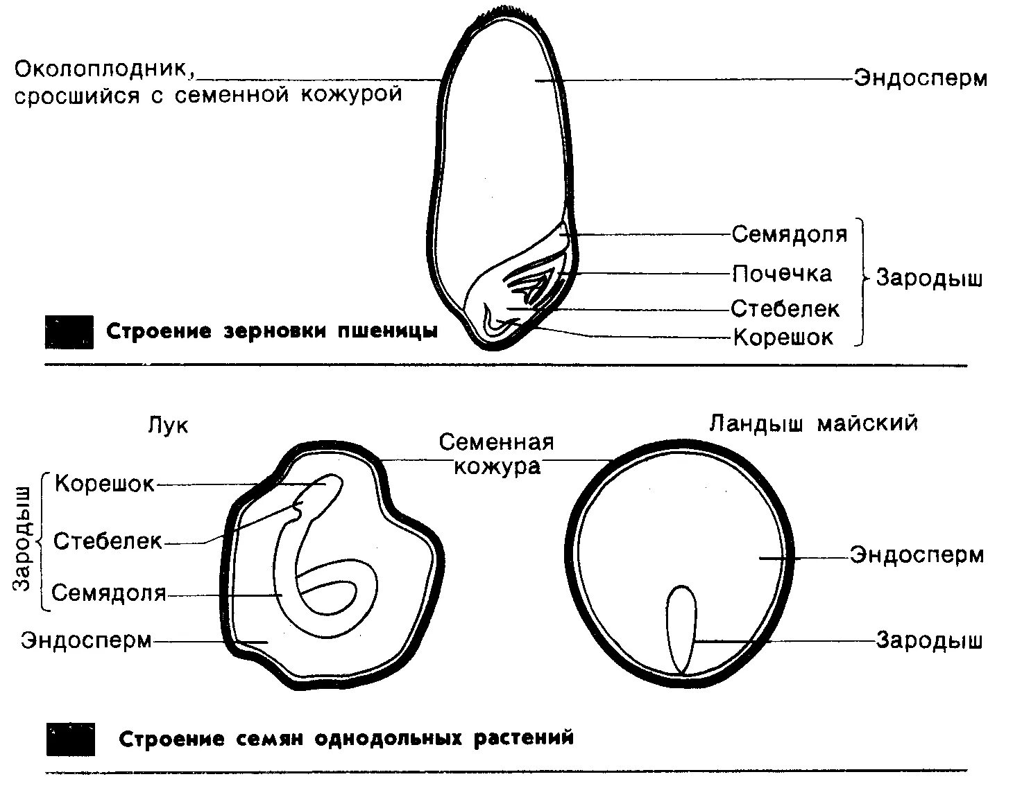 Что кроме эндосперма и семенной кожуры содержит