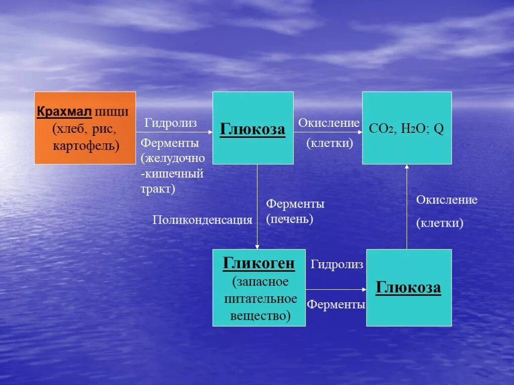 Растение гидролиз. Крахмал h2o реакция. Окисление крахмала. Крахмал h2o h+. Глюкоза в крахмал фермент.