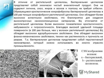 Целлюлоза бактерий
