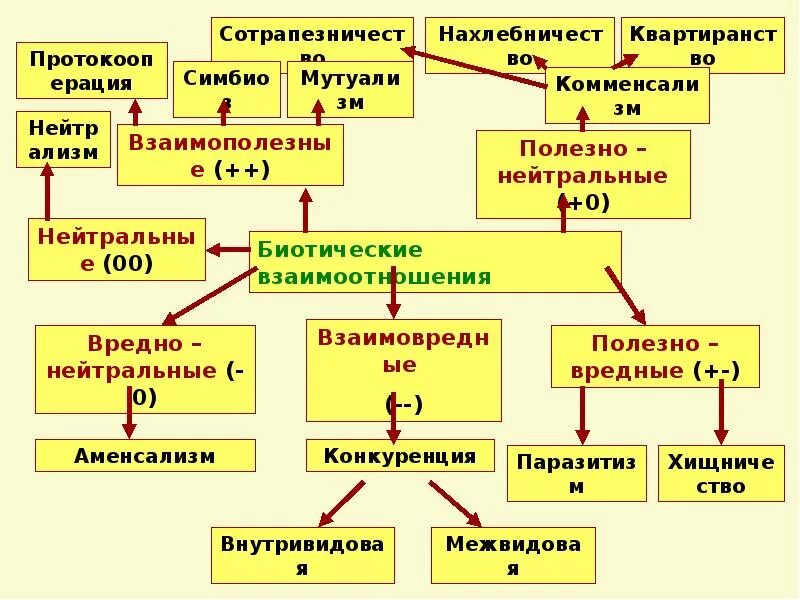 Типы взаимоотношений организмов схема. Типы межвидовых взаимоотношений схема. Схема взаимоотношений между организмами. Биотические взаимоотношения организмов. На сколько групп можно разделить все биотические