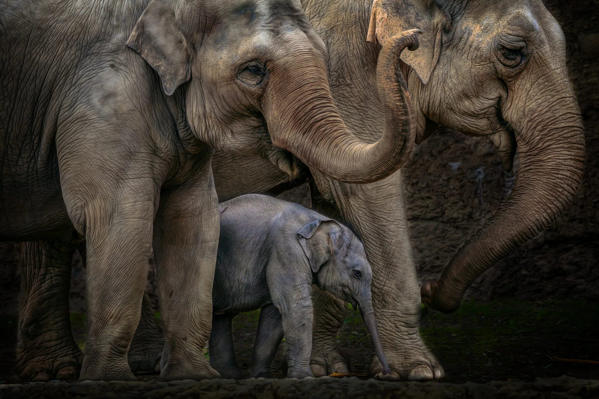 Слон фото. Красивые слоны. Слоны фото. Слоны на рабочий стол. Sister elephant
