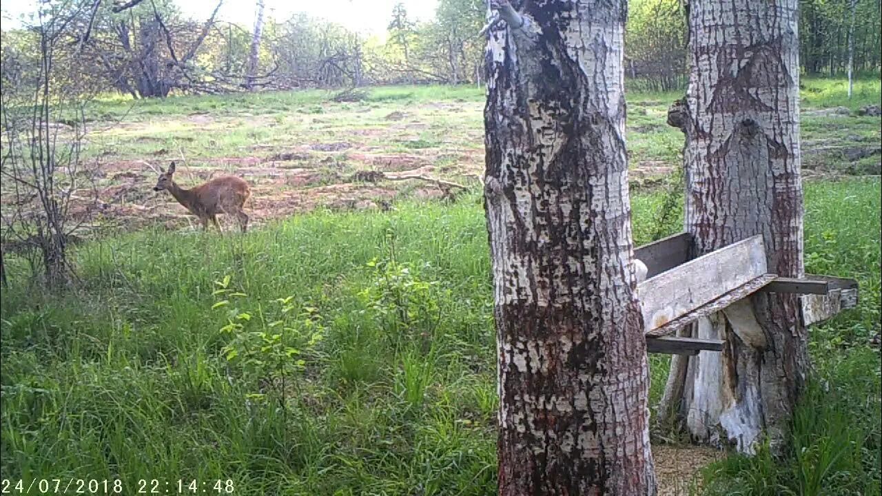 Солонец для косули. Косули на солонце с дерева. Солонцы в лесостепи на косулю. Нашествие косуль