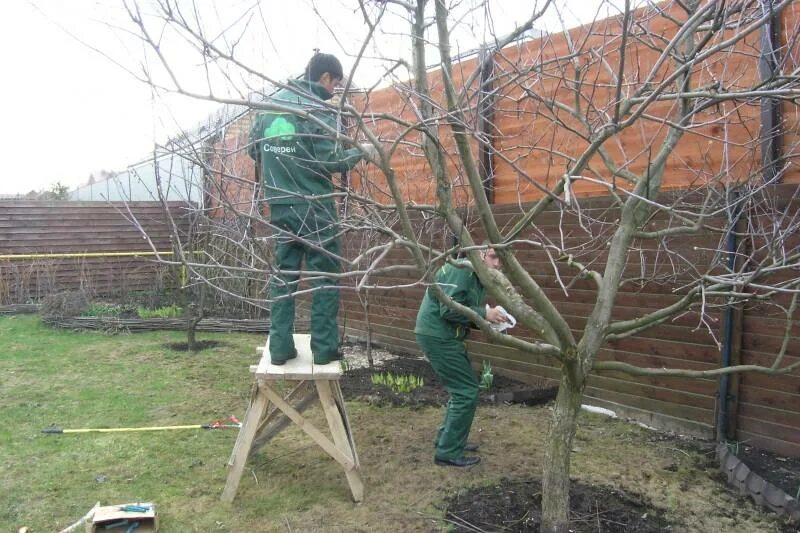 Какие работы в саду в апреле