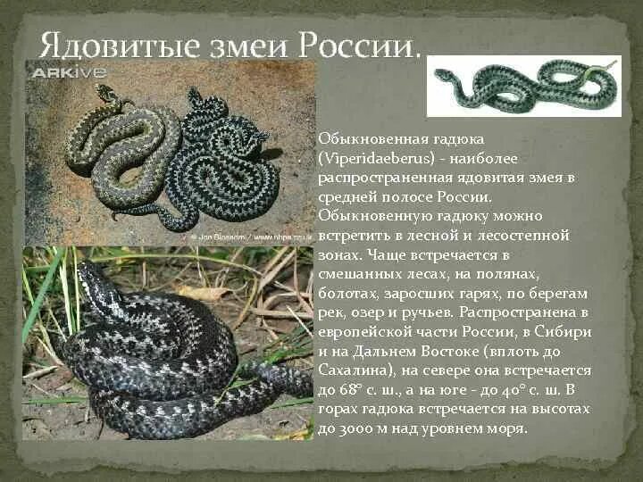 Перечень ядовитых змей