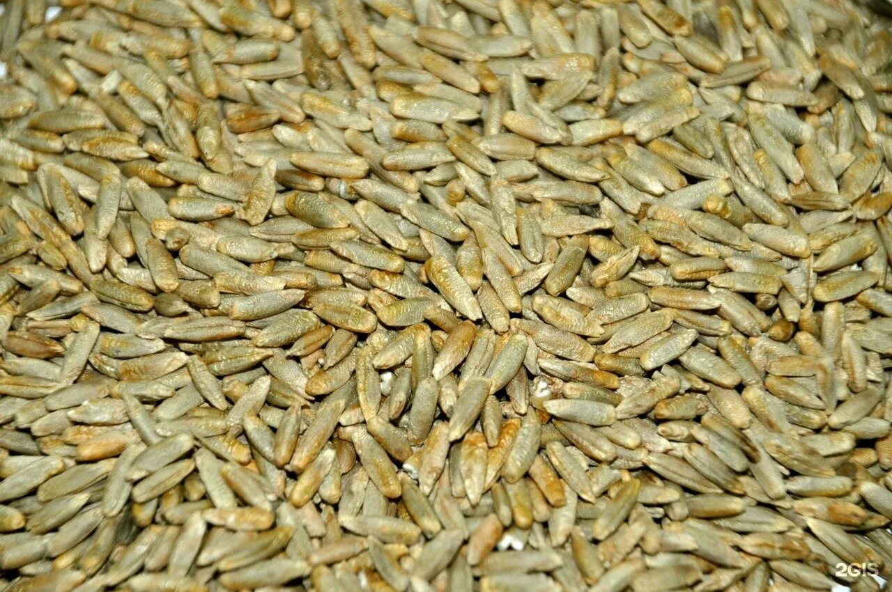 Семена тимофеевки. Пшеница зерно. Зерно корм для лошадей. Овес для лошадей. Куплю продажа зерна