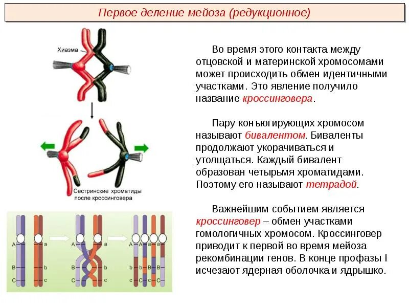 Между какими генами происходит кроссинговер. Схема кроссинговера хромосом. биваленты редукционное деление. кроссинговер хромосом в мейозе происходит. однохроматидные хромосомы в биваленте.