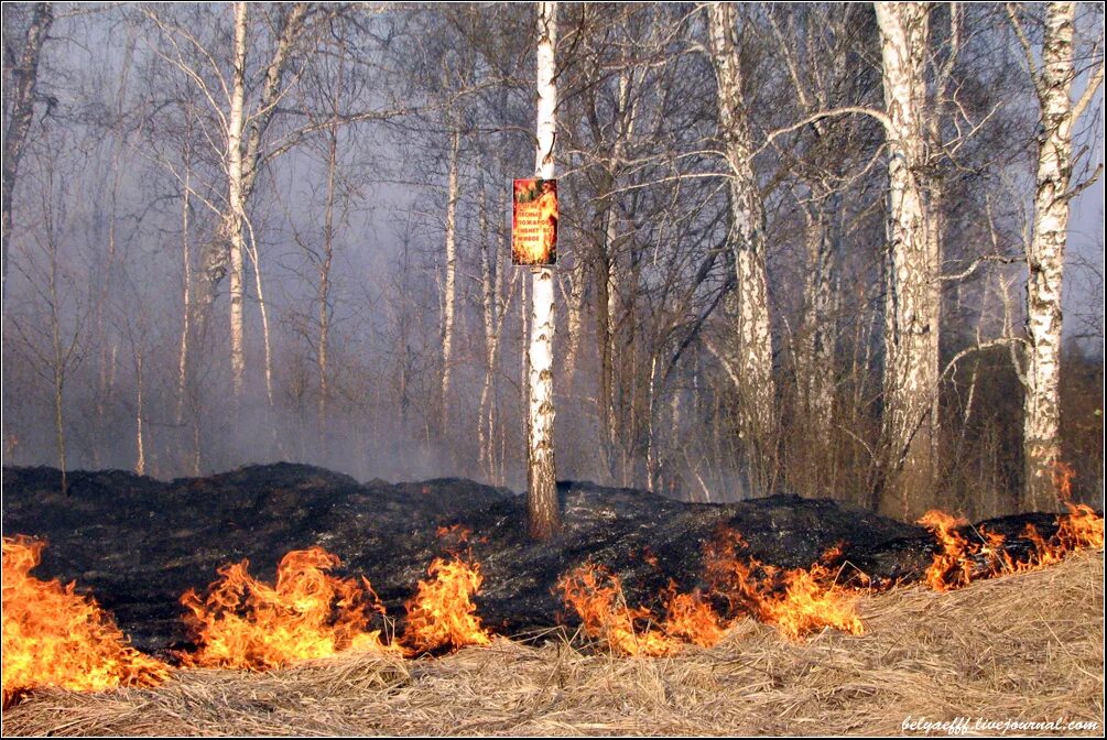Пожар в лесу. После лесного пожара. Деревья после пожара. Последствия пожара в лесу. Почему после пожаров