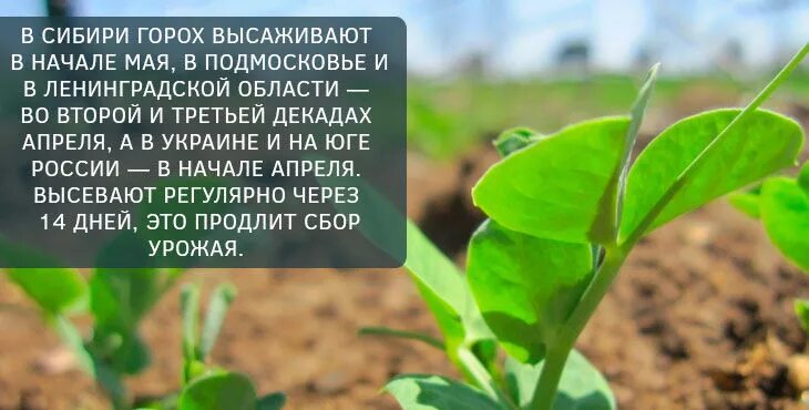 Когда сажать горох. Посев гороха в открытый грунт весной. Горох Дата посадки. Апрель посеять горох.